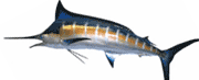 Blue Marlin Fish Info - Cabo San Lucas Charters